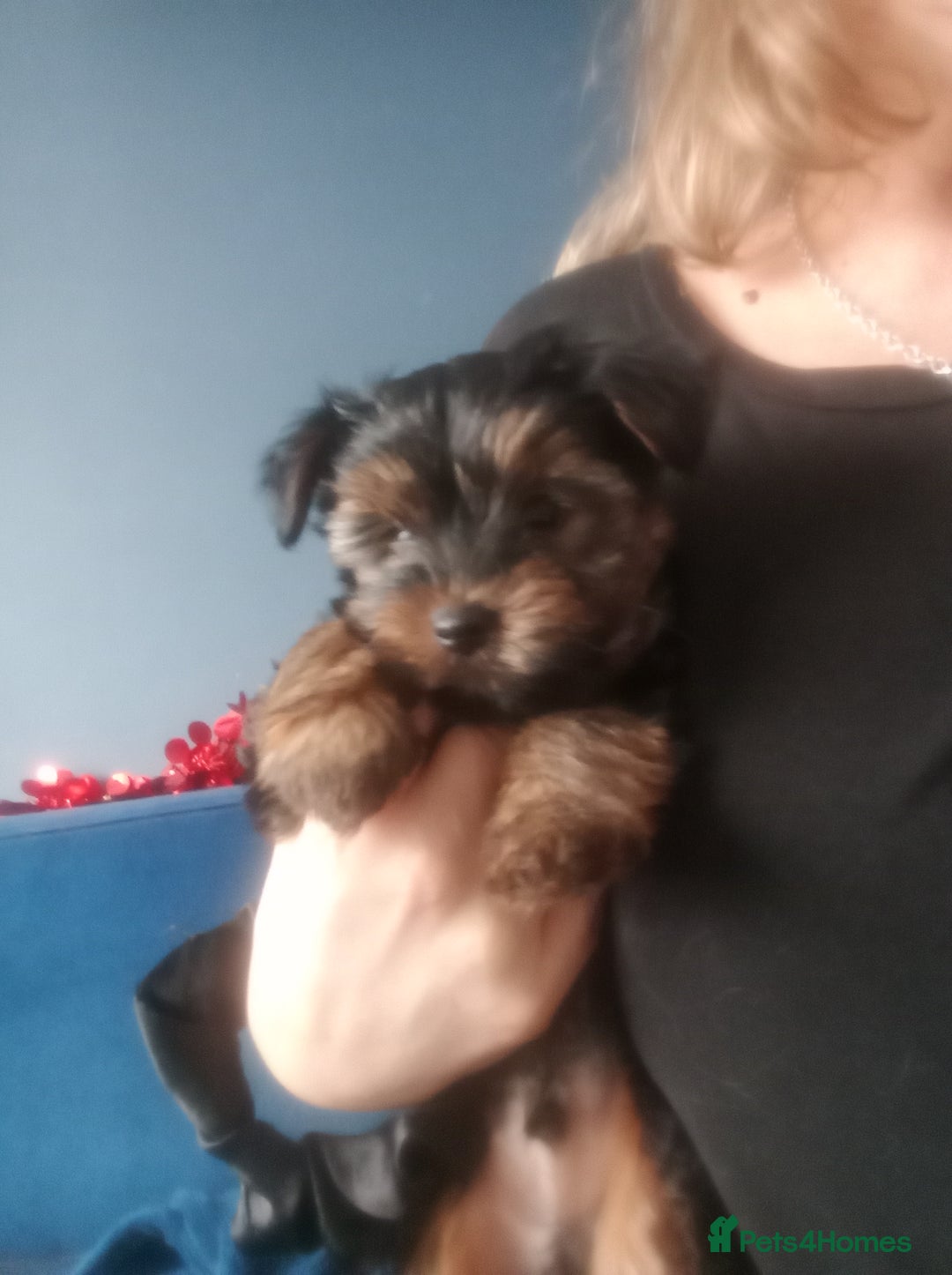 Chorkie dogs for sale: Two amazing Yorkie boys - Advert 15