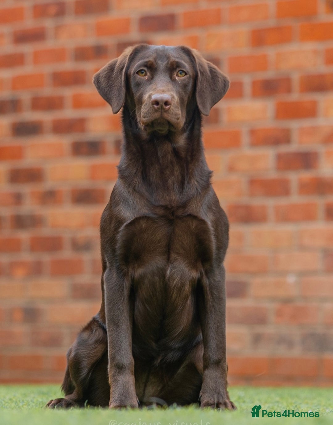 Labrador Retriever dogs for sale: Superb fully health tested chocolate labrador pups - Advert 7