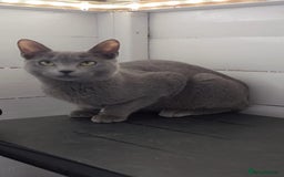 Russian Blue cats for sale: Full pedigree Russian blue kitten READ DESCRIPTION in Bradford - Image 1
