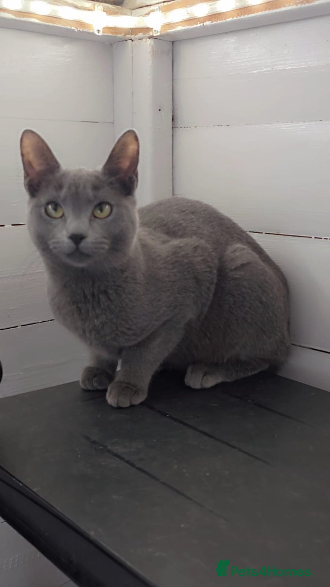 Russian Blue cats for sale: Full pedigree Russian blue kitten READ DESCRIPTION in Bradford - Image 1