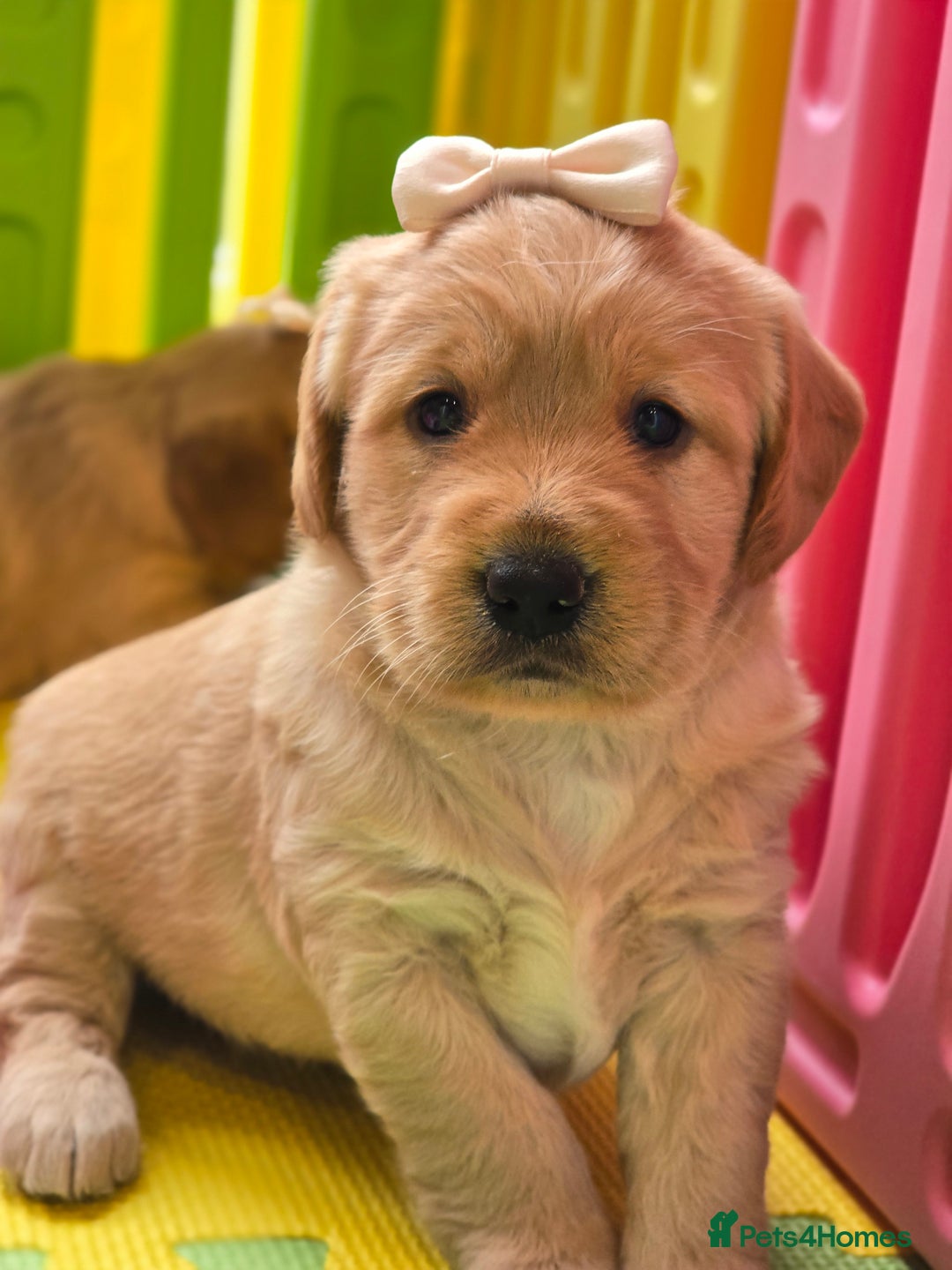 Labradoodle dogs for sale: F1 MINI LABRADOOLES - Image 15