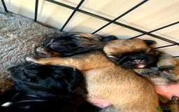 Mixed Breed dogs for sale: Pugzu puppies  - Image 14