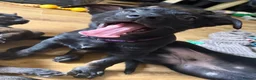 Belgian Shepherd Dog dogs for sale: last Belgian shepherd Harry READY TO GO - Advert 30
