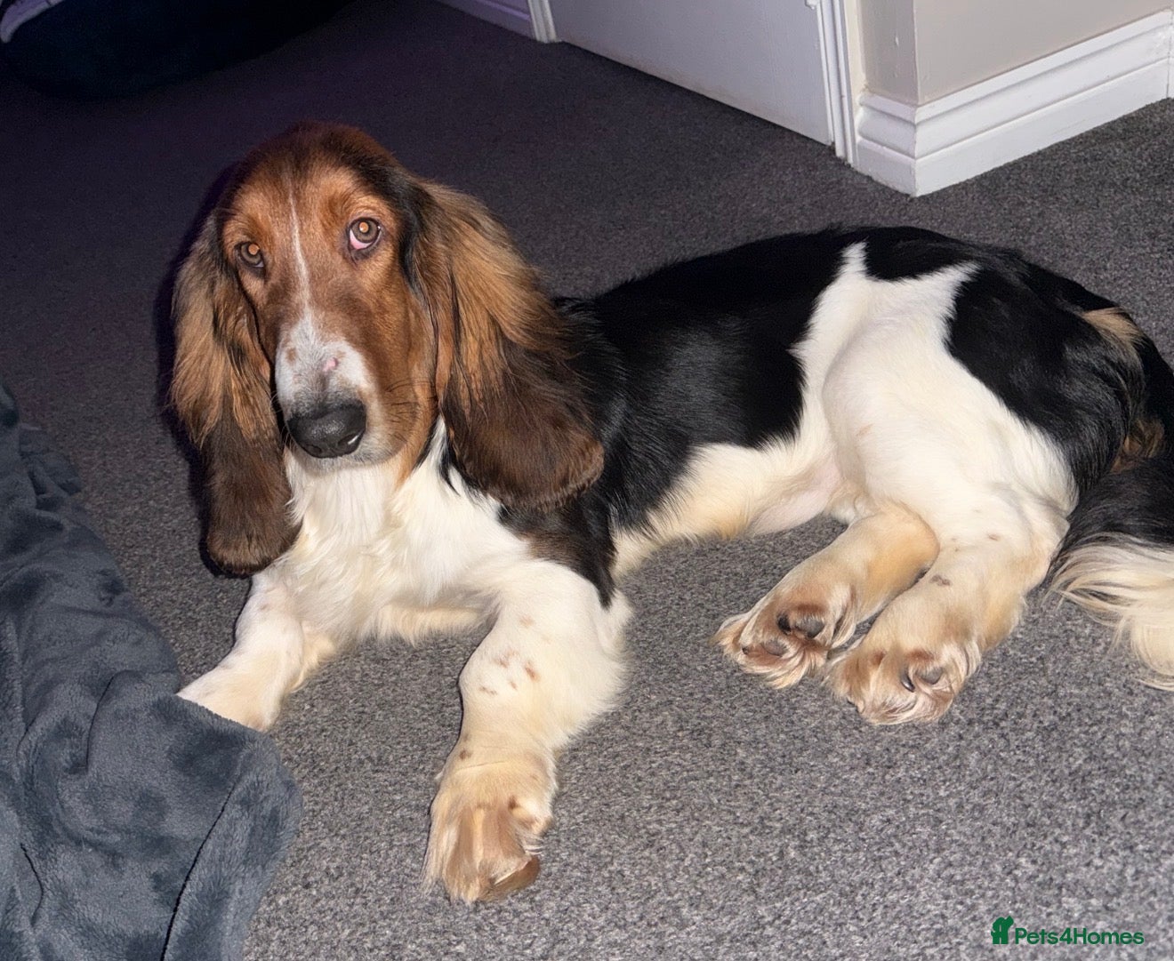 Basset Hound dogs Basset hound male for sale  - Advert 1