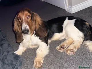 Basset Hound dogs Basset hound male for sale - Advert 1