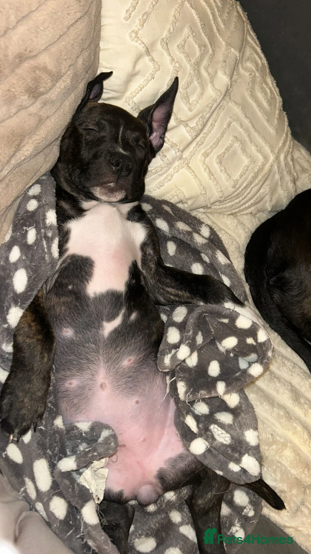 Mixed Breed dogs for sale: Staffy X Rhodesian Ridgeback  - Advert 9