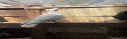 Pigeons birds for sale: WHITE RACING PIGEON  - Advert 3