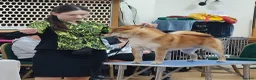 Japanese Shiba Inu dogs for sale: Two Male Japanese Shiba Inu-black & tan/also a red - Advert 6
