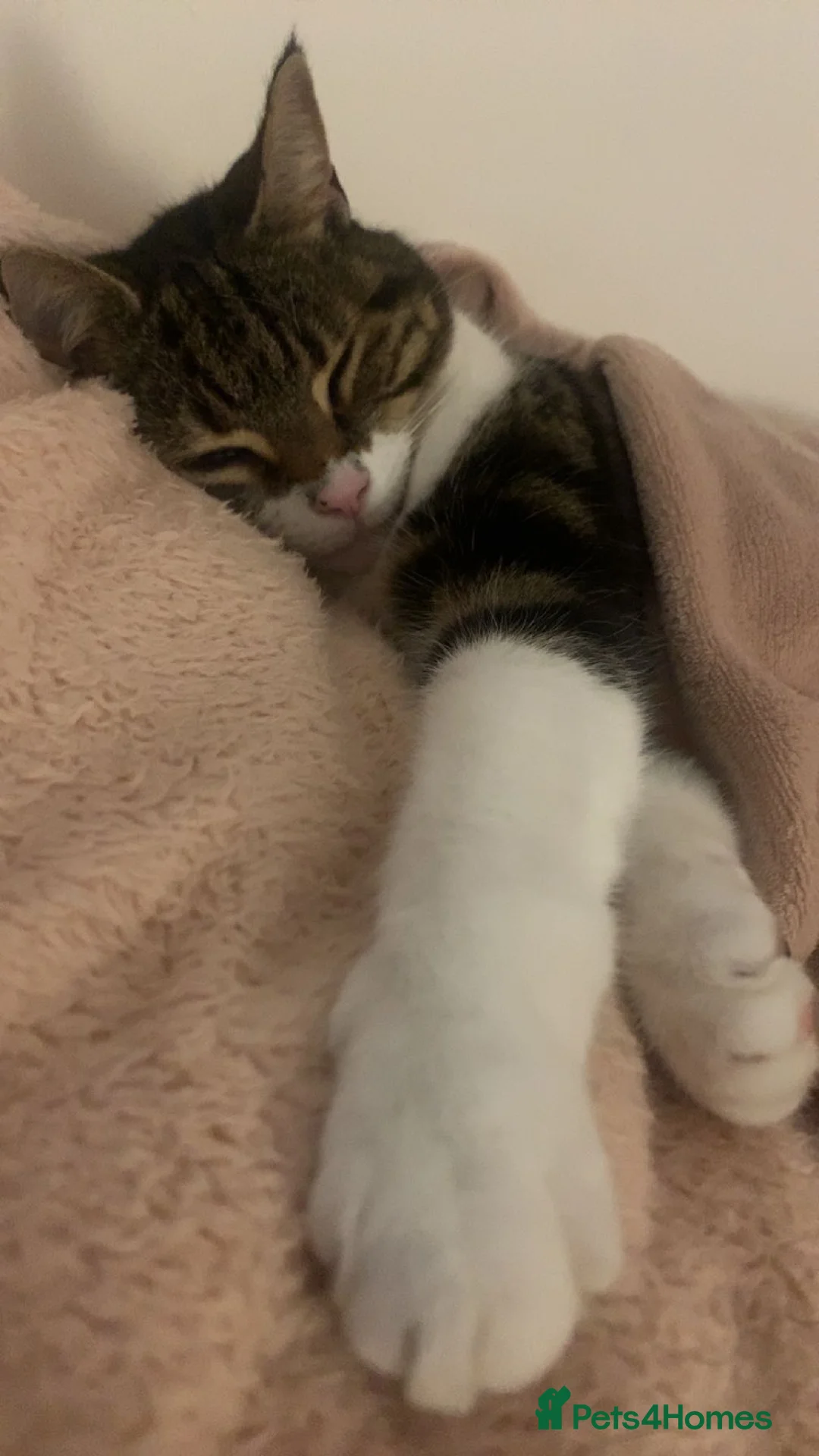 Mixed Breed cats for sale: 8 Year old Cat - Advert 5