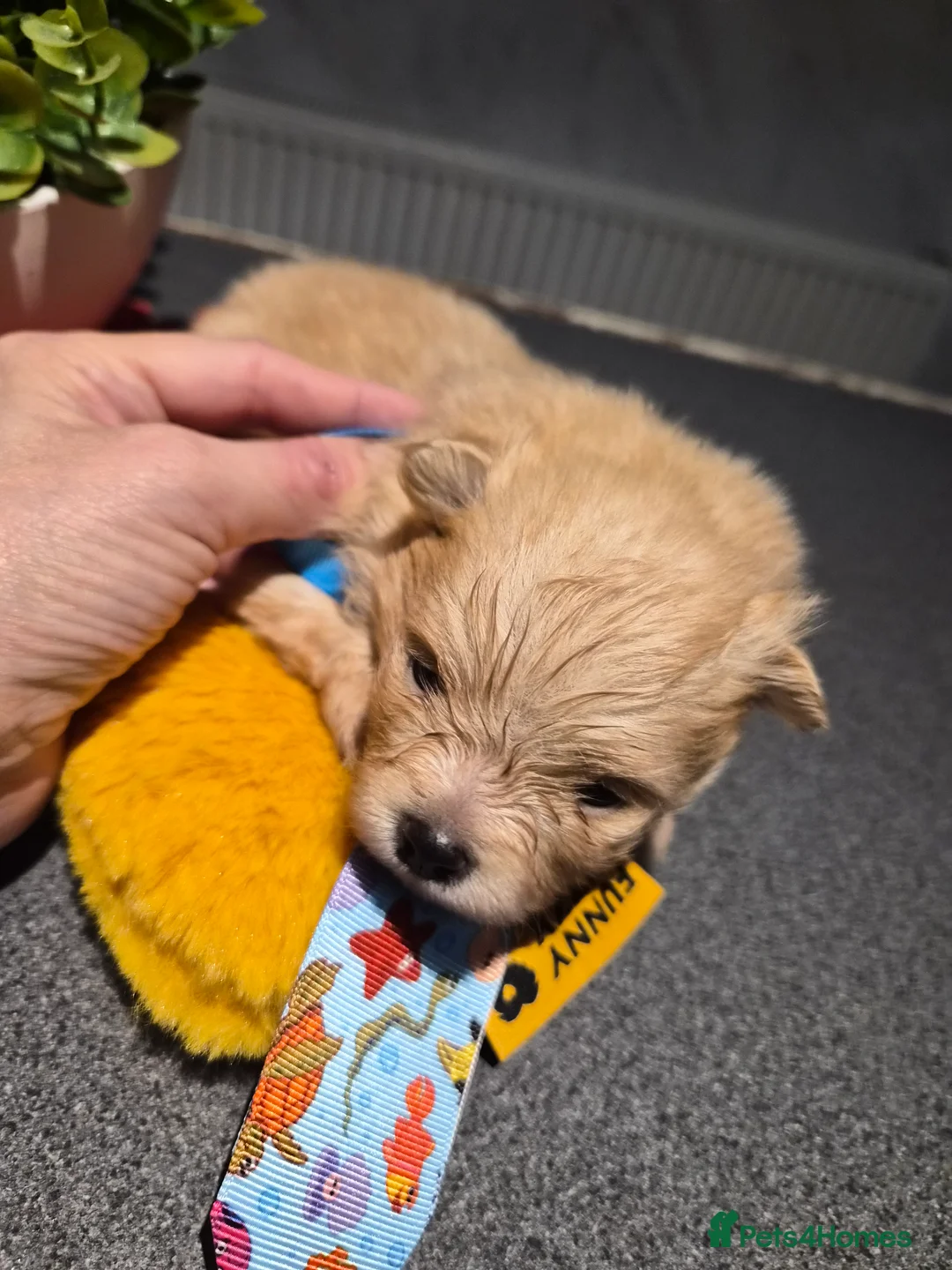 Pomeranian dogs for sale: 💝High Quality Korea/ Russia Babies💝 - Advert 7