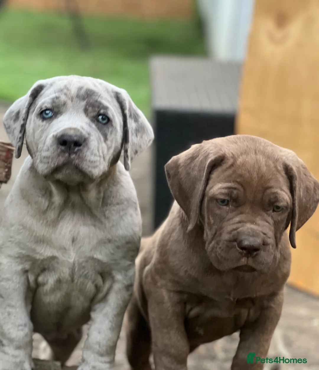 Bandog dogs for sale: Cane Corso Merle Puppies – Loving Gentle Giants - Advert 2