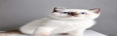 British Shorthair Kitten 4