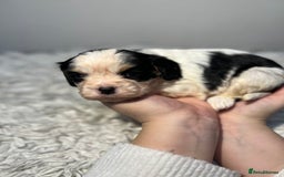 Cavalier King Charles Spaniel dogs for sale: Cavalier puppies  - Advert 9