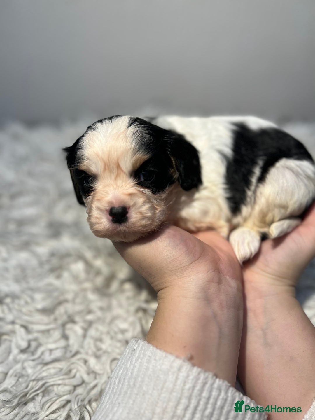 Cavalier King Charles Spaniel dogs for sale: Cavalier puppies  - Advert 9