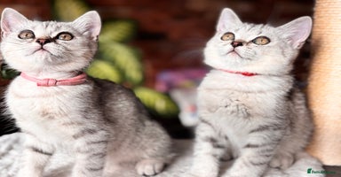 British Shorthair cats - Advert 6