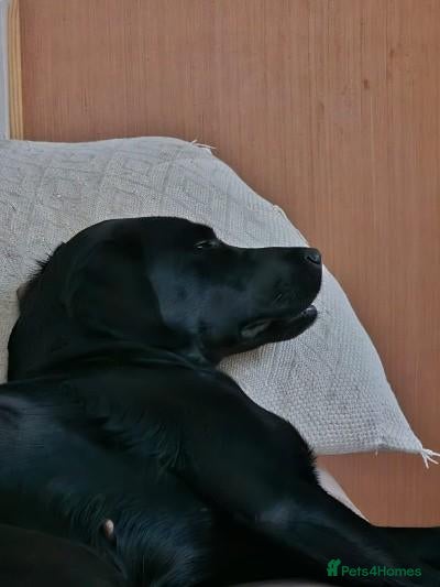 Labrador Retriever dogs Bella  - Advert 9