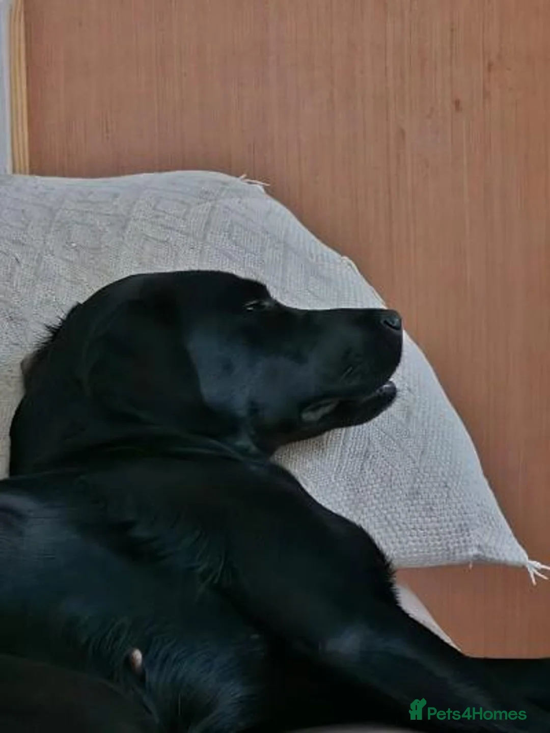Labrador Retriever dogs for sale: Bella  - Advert 1