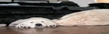 Golden Retriever 1