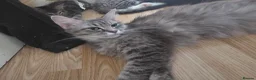 Mixed Breed cats for sale: Ragdoll x tabby kittens in Canterbury - Advert 2