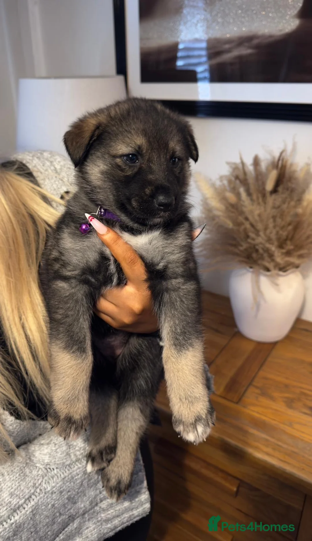 Shepsky dogs for sale: Shepsky puppies  - Advert 12