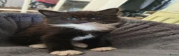 Mixed Breed cats for sale: 4 BEAUTIFUL KITTENS FOR SALE  - Advert 3