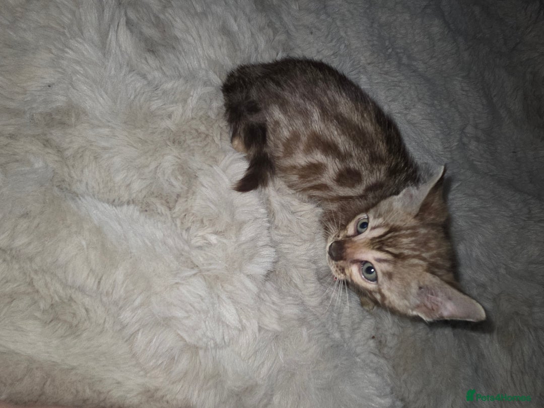 Bengal cats for sale:  1 stunning male bengal kitten (reduced price) - Image 9