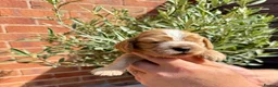 Cocker Spaniel dogs for sale: Show cocker spaniels  - Advert 5