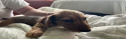Mixed Breed dogs for sale: 3/4 dauschund 1/4 yorkie pups  - Advert 14