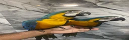 Macaws birds for sale: Baby HandReared Friendly Super Tame Cuddly Macaw in Nottingham - Advert 8