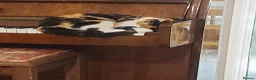 Mixed Breed cats for sale: Playful black and white tuxedo  - Advert 2