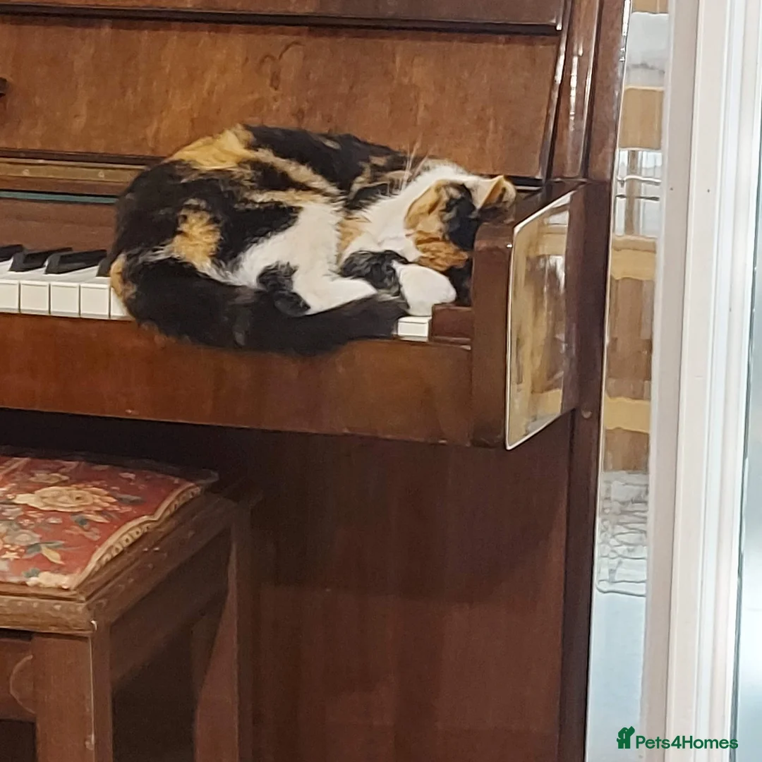 Mixed Breed cats for sale: Playful black and white tuxedo  - Advert 2