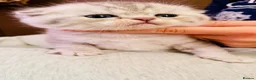 Scottish Fold cats for sale: Beautiful Scottish fold/straight ready to reserve  - Advert 7
