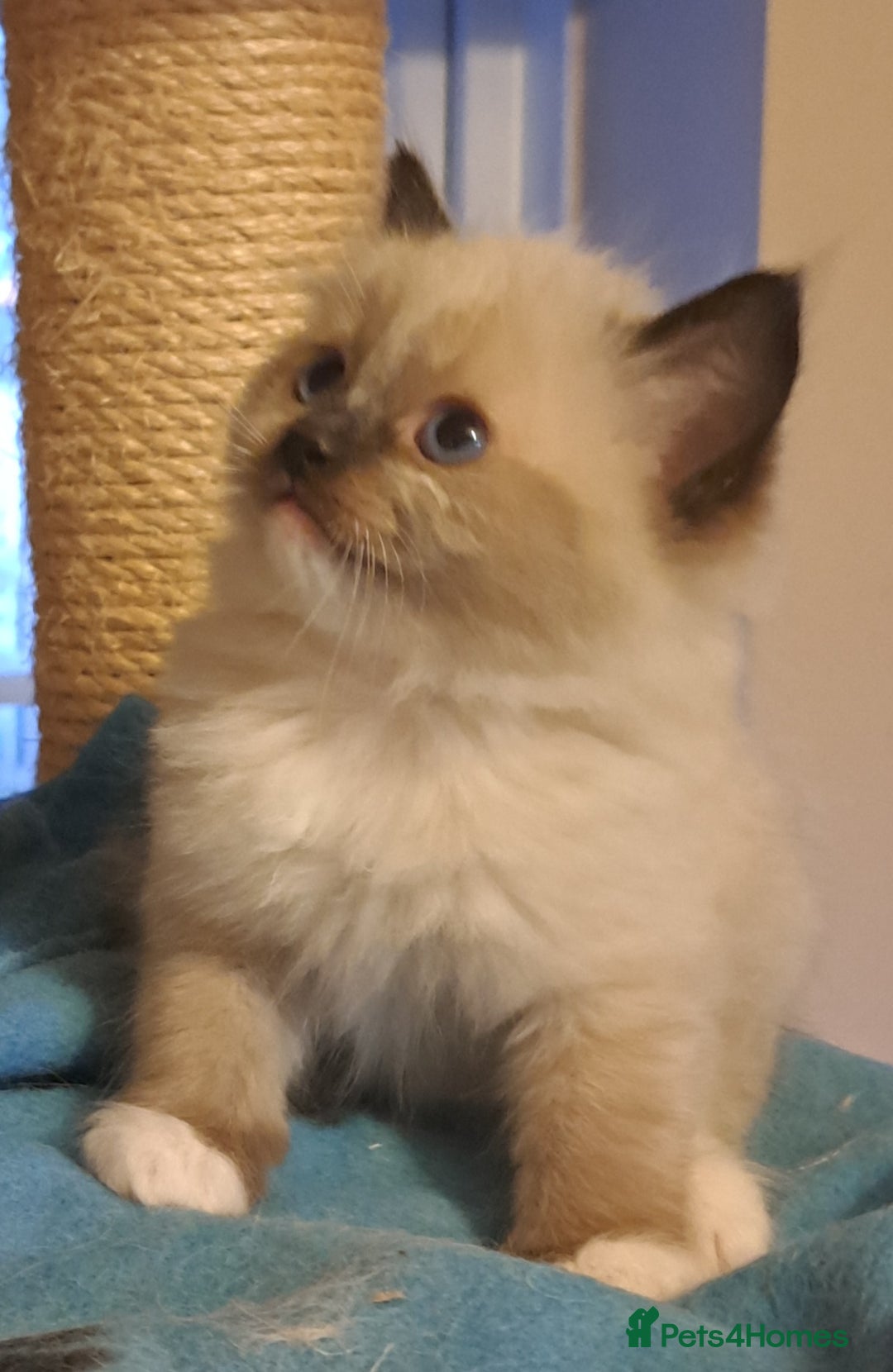 Ragdoll cats for sale: GCCF Reg. Ragdoll kittens Champion lines - Advert 6