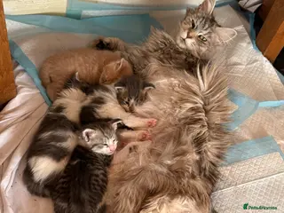 Maine Coon cats Beautiful and playful half Maine coon kittens - Advert 3