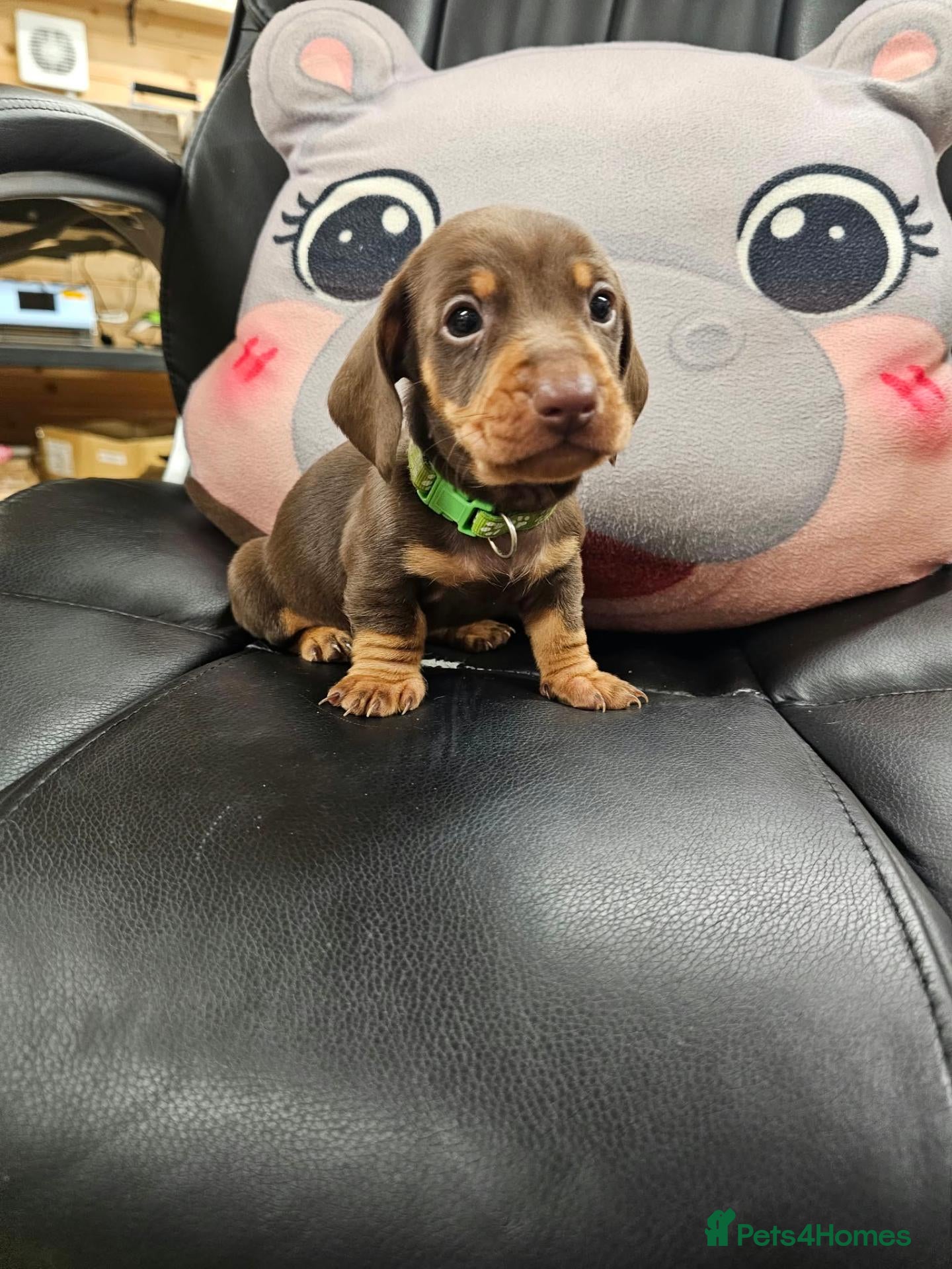 Miniature Dachshund dogs for sale: 5 Beautiful KC Registered Miniature Dachshund Pups - Advert 2