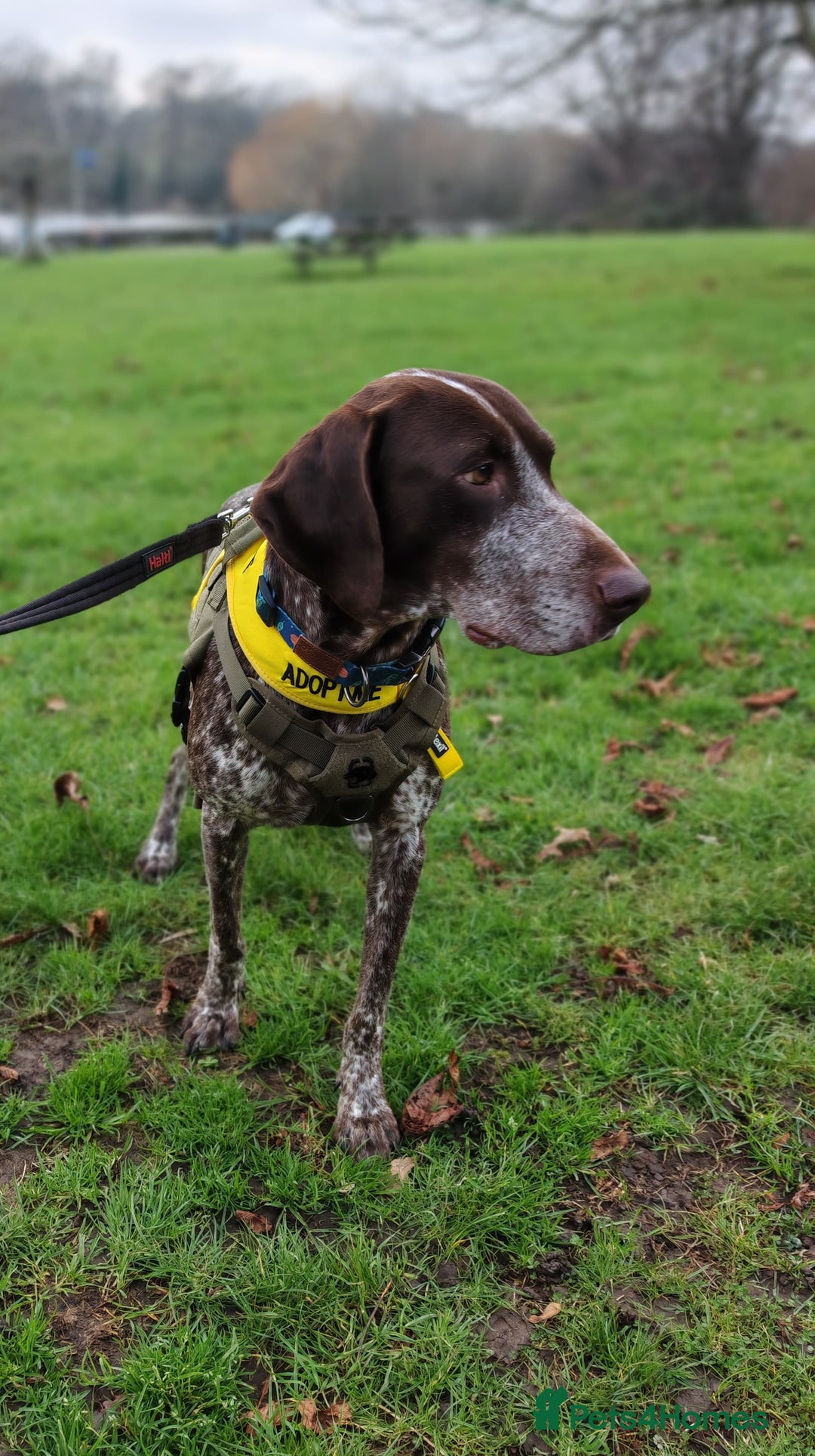 Pointer dogs for adoption: Shelby’s story has change, now it’s full of hope - Advert 9