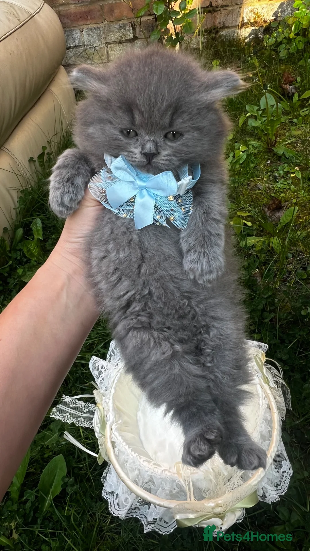 British Longhair cats for sale: British longhair  - Advert 2