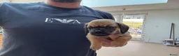 Mixed Breed dogs for sale: Stunning pug x dachshund  in Liskeard - Advert 12