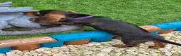 Dachshund dogs for sale: READY NOW Lovely Bunch Standard Dachshund puppies - Advert 13