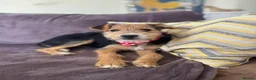 Mixed Breed dogs for adoption: Terrific Little Trixie - Advert 3