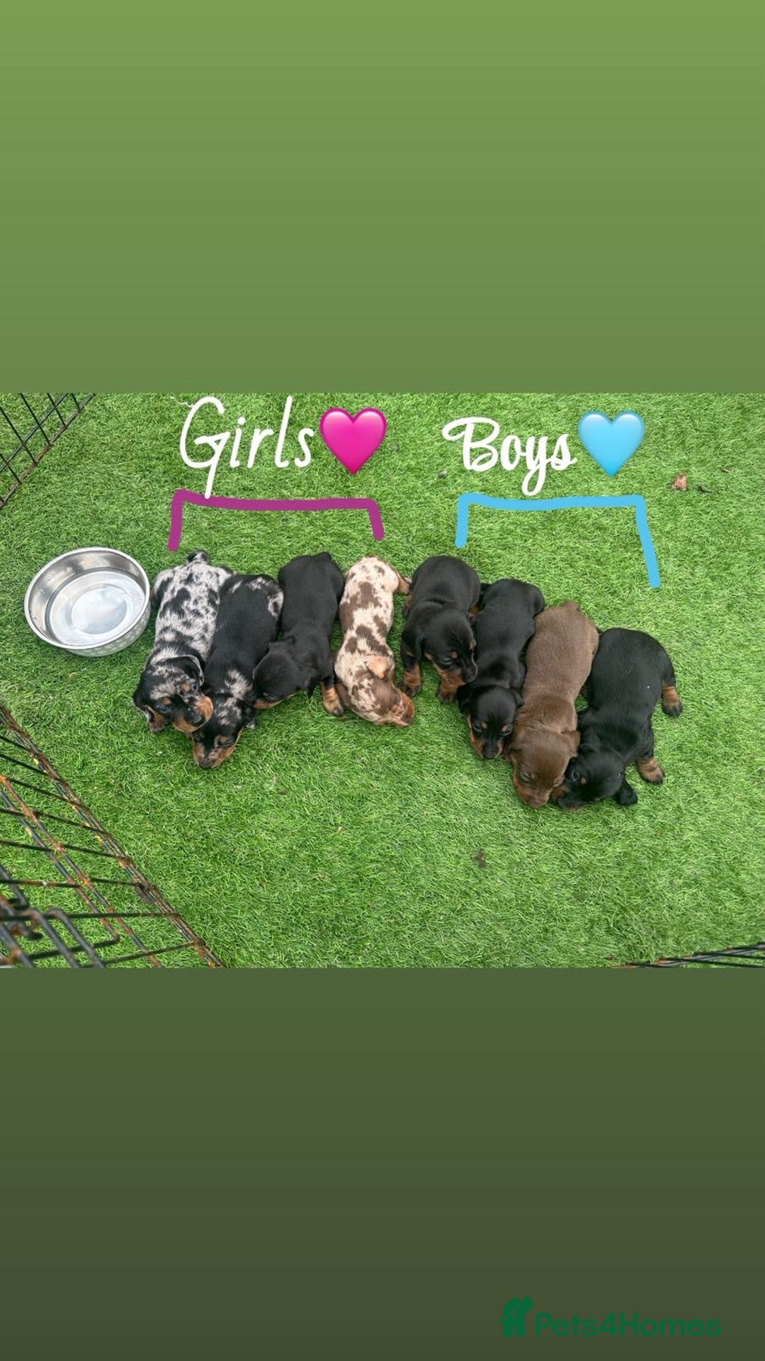 Miniature Dachshund dogs for sale: 🐾 Miniature Dachshund Puppies for Sale  🐾 - Image 1