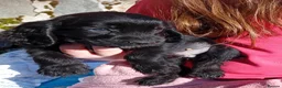 Cocker Spaniel dogs for sale: Show cocker pups in Peterhead - Advert 6