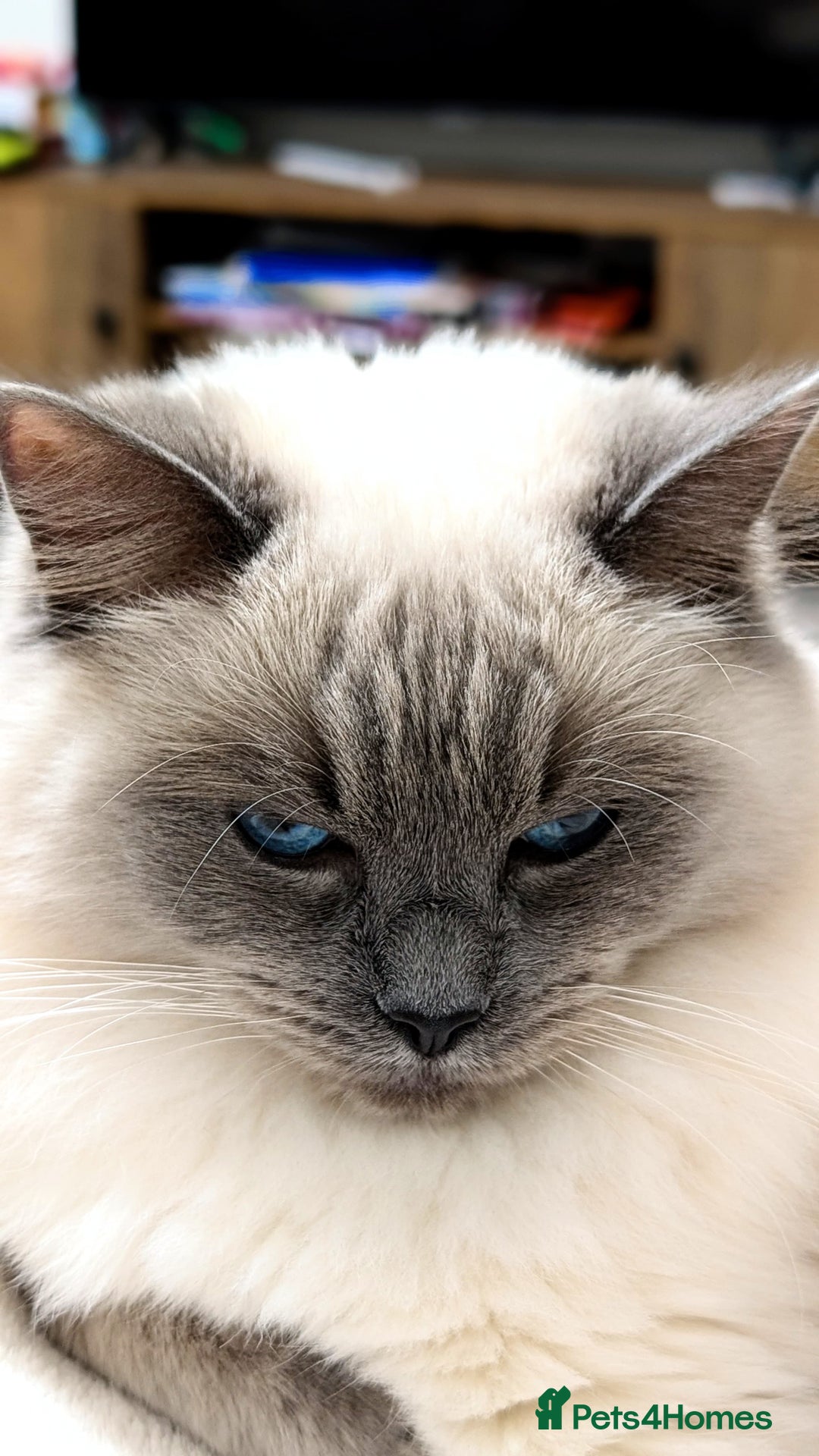 Ragcoon cats for sale: Beautiful girl Ragcoon  - Advert 7