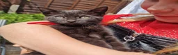 Mixed Breed cats for sale: 5 beautiful black kittens 10weeks 2xfemales 3xmale in Stockport - Advert 12