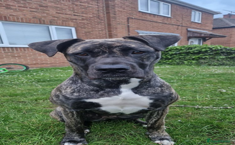 Mixed Breed dogs Mastiff x Great Dane  - Advert 13
