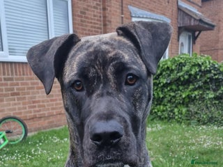Mixed Breed dogs Mastiff x Great Dane - Advert 4