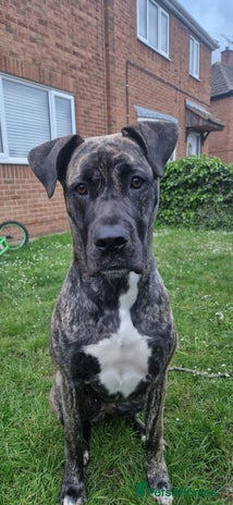Mixed Breed dogs Mastiff x Great Dane - Advert 1