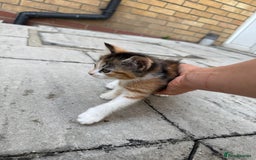 Mixed Breed cats for sale: loved and cared for kittens looking for new home🥹 - Image 12