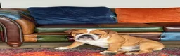 English Bulldog dogs for stud: Stud Dog  - Advert 3