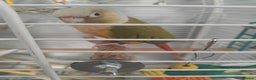 Conures birds for sale: Conure  - Advert 3